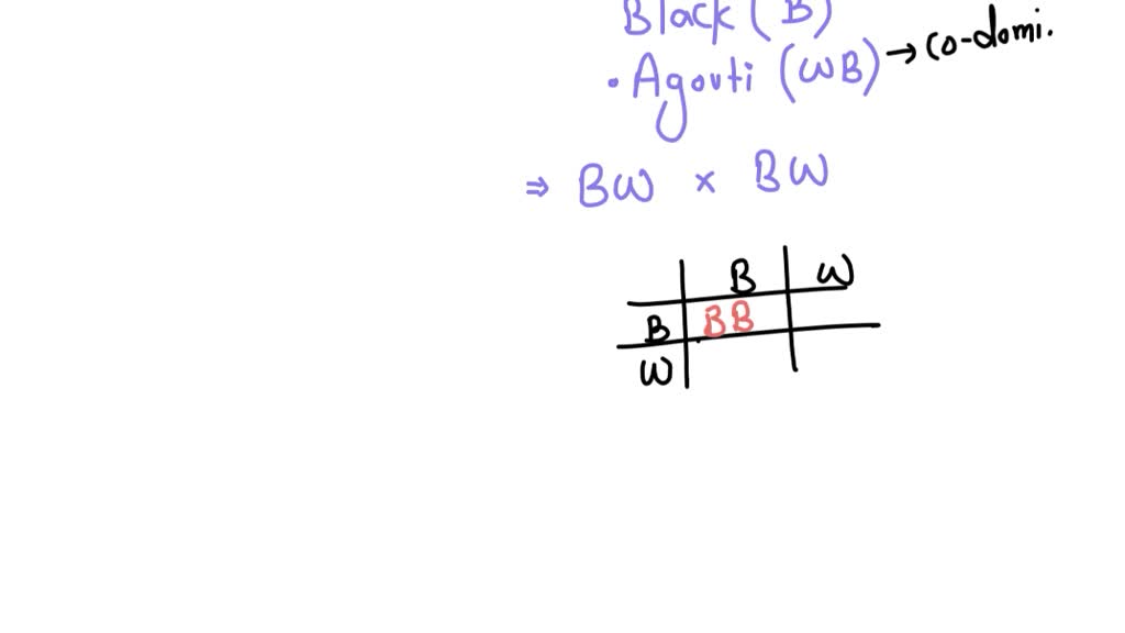 SOLVED In mice, agouti coat (BW) color is codominant. Hairs, when