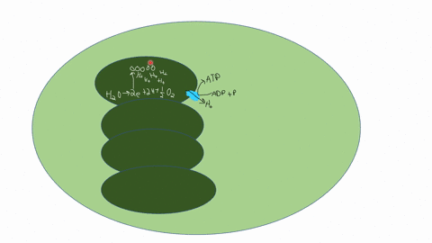 the-diagram-below-shows-events-triggered-by-the-absorption-of-light-by-a-chloroplast-in-a-plant-which-of-the-following-questions-regarding-the-process-of-photosynthesis-can-bestbe-answered-b-26437