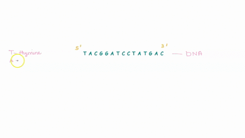 iing-dna-sequencing-on-a-cloned-dna-segment-you-recover-the-following-nucleotide-sequence-5-tacggatcctatgac-3-what-is-the-complementary-dna-sequence-within-the-dna-segment-listed-above-there-12853