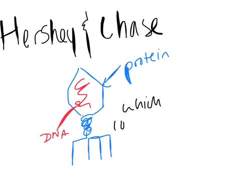 which-statement-best-explains-the-significance-of-the-work-done-by-hershey-and-chase-a-it-provided-evidence-that-traits-are-affected-by-the-environment-b-it-supported-the-concepts-of-dominant-and-rece