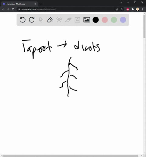 how-are-plant-root-systems-structured-in-other-words-what-are-the-different-parts-of-a-root-system-are-there-different-types-of-root-systems-what-are-the-functions-of-roots-do-different-stru-68076