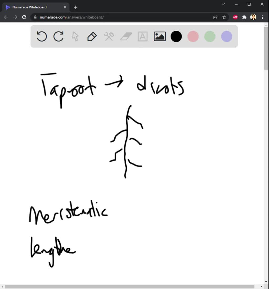 SOLVED 1. How are plant root systems structured (in other words, what