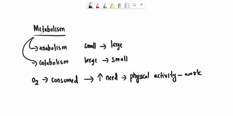 when-metabolism-is-measured-by-the-rate-of-oxygen-consumed-the-metabolic-rate-increases-rapidly-at-the-onset-of-a-physical-task-in-an-exponential-fashion-to-meet-the-task-requirements-descri-75398