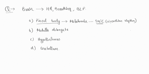 what-part-of-the-brain-is-most-responsible-for-the-maintenance-of-basic-body-functions-such-as-heart-beatbreathingand-basic-life-functions-opineal-body-o-medulla-oblongata-o-hypothalamus-o-c-19283
