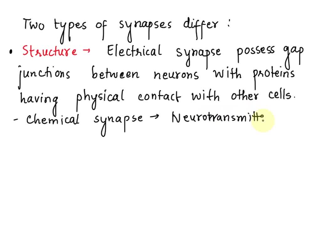 SOLVED Under the electron microscope, an electrical synapse can be