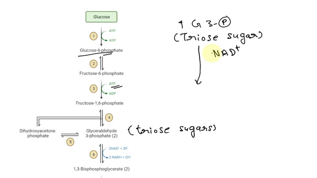 SOLVED: Which of the following is not true of glycolysis? The pathway