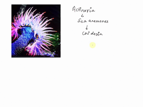 what-are-the-specialized-cells-used-for-defense-and-prey-capture-by-sentatives-of-this-phylum-called-29396