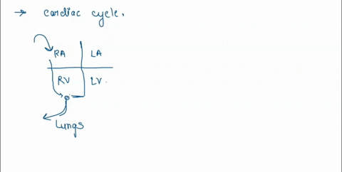 which-of-the-following-best-describes-how-the-ventricles-of-the-heart-contract-from-the-left-side-to-the-right-side-from-the-top-downward-alternating-from-the-top-downward-and-from-the-botto-32815