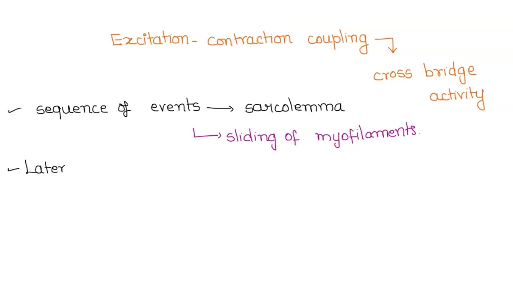 SOLVED: Follow the events of excitation-contraction coupling that lead ...