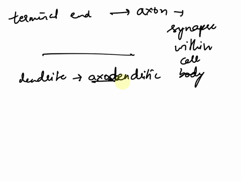 when-the-terminal-end-of-the-axon-creates-a-synapse-with-the-cell-body-its-called-connection-is-with-a-dendriteits-called-axodendritic-but-when-the-o-axosomatic-o-axiomatic-o-axonosensory-o-72915