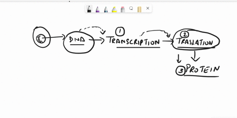 which-of-the-following-are-involved-with-the-process-of-translation-there-may-be-multiple-correct-answers-oamrna-b-ribosomes-c-amino-acids-drna-polymerase-e-dna-or-trna-ognucleus-47388