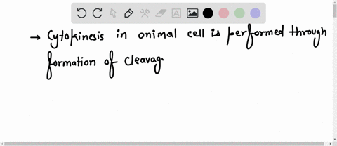 describe-cytokinesis-in-an-animal-cell-make-a-labeled-sketch-that-shows-the-cleavage-furrow-17164