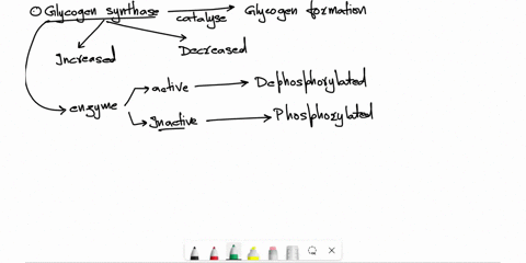 glycogen-synthase-catalyzes-glycogen-synthesis-determinewhether-each-of-the-following-are-associated-with-an-increase-ordecrease-in-glycogen-synthase-activity-increased-glycogen-synthase-act-04418