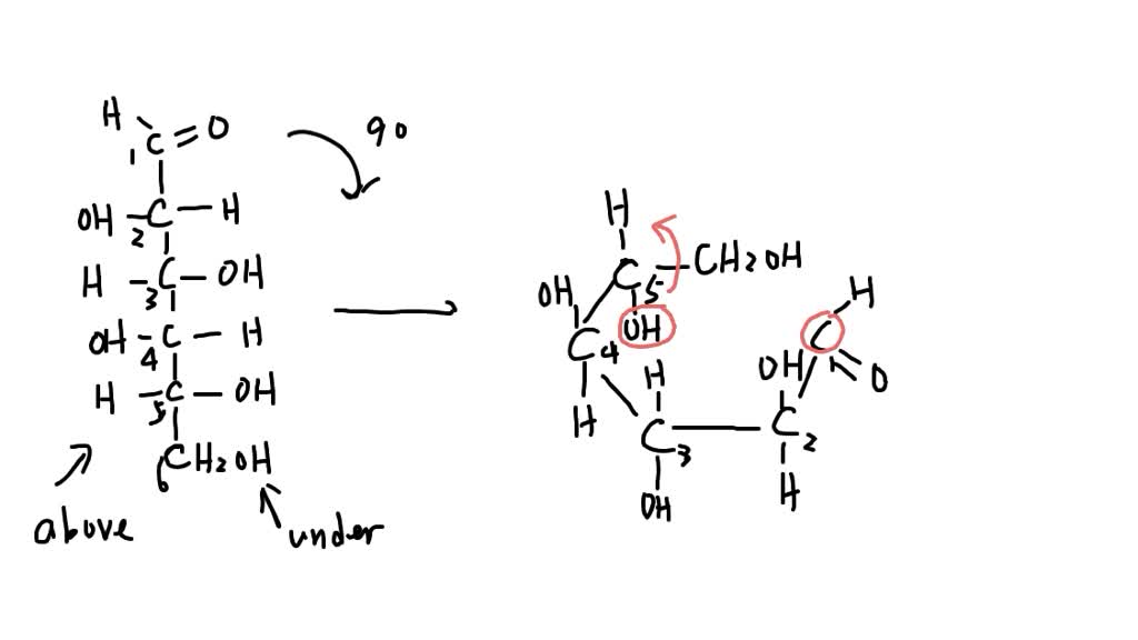 SOLVED: Biological Macromolecules Drawing the Haworth projection of an ...