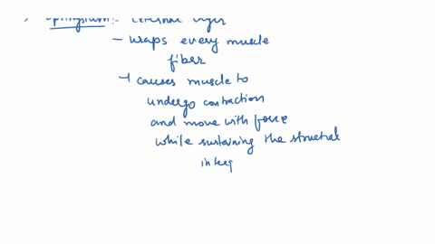 name-and-define-the-three-layers-of-collagenous-connective-tissue-in-a-skeletal-muscle-64223