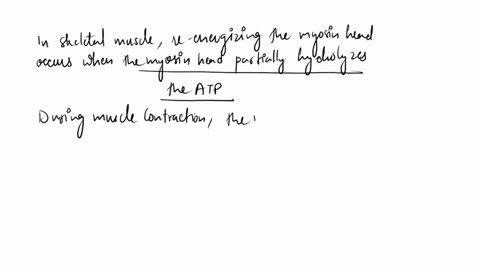 question-3-1-pts-in-skeletal-muscle-re-energizing-the-myosin-head-occurs-when_-myosin-is-phosphorylated-atp-binds-myosin-the-myosin-head-partially-hydrolyzes-atp-ca2-binds-regulatory-protein-37088