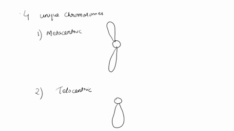use-the-following-information-as-the-basis-for-answering-all-questions-diploid-eukaryotic-organism-has-chromosome-is-metacentric-chromosome-telocentric-chromosome-ill-is-unique-chromosomes-s-50564