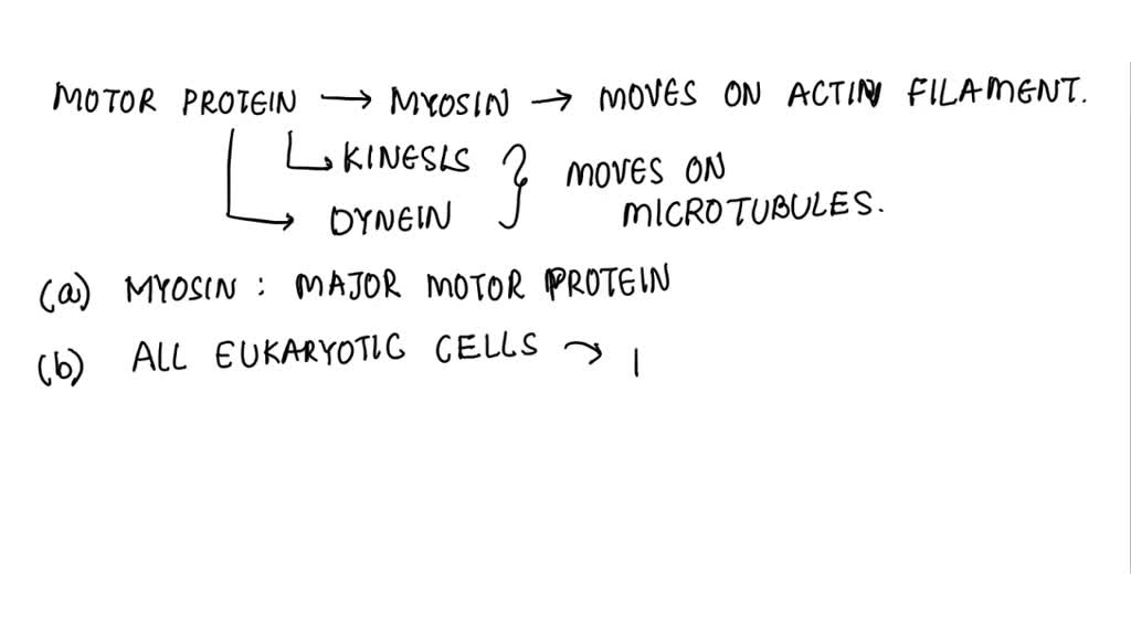 SOLVED a. What is the major motor protein that uses actin filaments