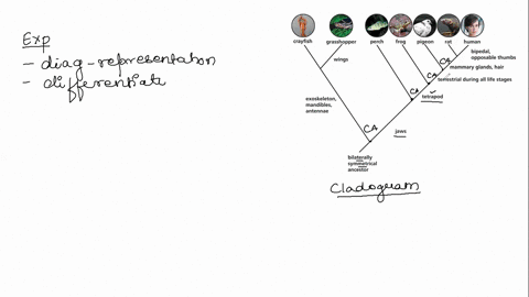 what-are-major-evolutionary-differences-in-the-shark-frog-and-rat-anatomy-focus-on-their-adaptations-06901