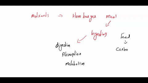 describing-how-the-nutrients-of-a-hamburger-meal-is-processed-through-the-body-including-digestion-absorption-and-metabolism-in-your-reply-describe-one-difference-between-lipid-carbohydrate-09541