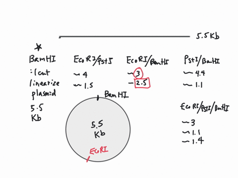 restriction-enzyme-mapping-data-you-seekto-determine-where-third-restriction-enzyme-bamhl-cuts-the-plasmid-dna-todoso-youperform-the_following-experiment-you-digest-the-plasmid-dna-with-vari-49892