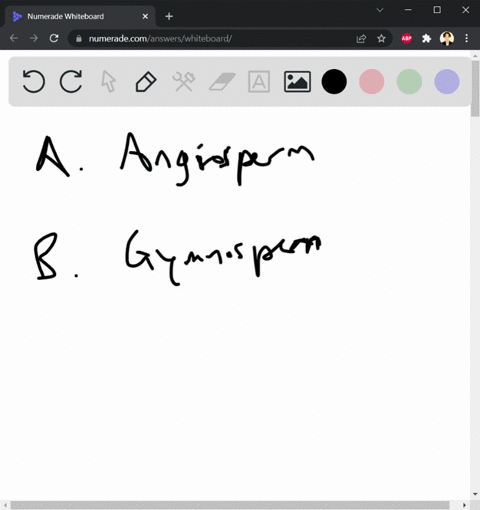 which-of-the-following-terms-includes-all-the-others-a-angiosperm-b-gymnosperm-c-vascular-plant-d-2-52995