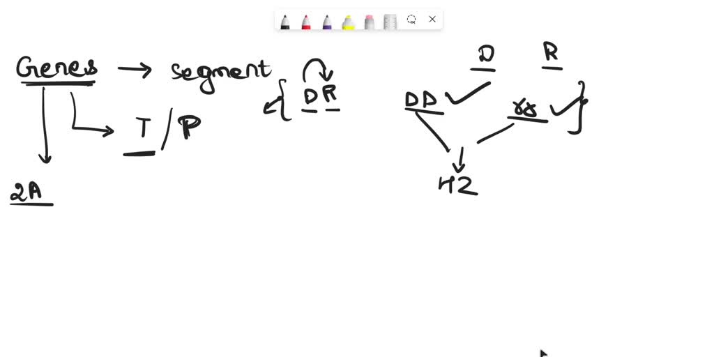 SOLVED 2. In humans, short fingers and widow's peak are dominant over