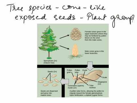 Inverse Cone Tree A newly discovered tree species has a cone like structures...