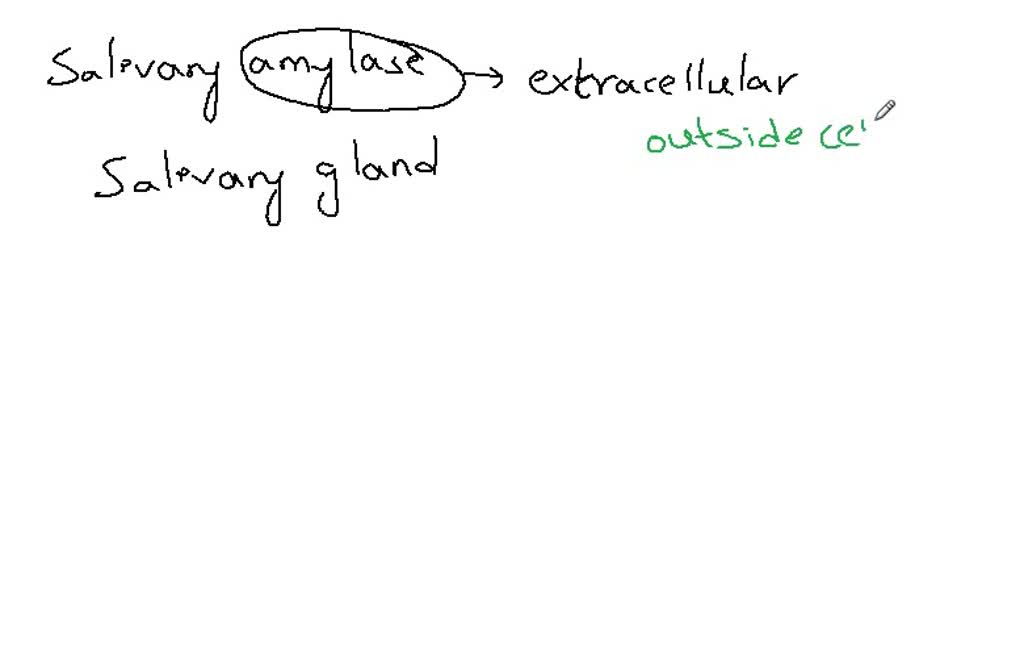 SOLVED There are cells in your salivary glands that can make an