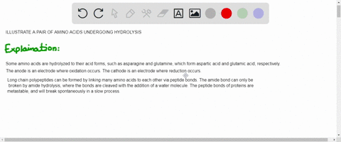 illustrate-a-pair-of-amino-acids-undergoing-hydrolysis-50268