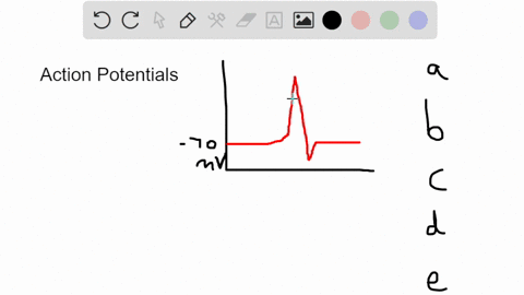 which-of-the-following-statements-concerning-the-propagation-of-action-potentials-is-incorrect-saltatory-conduction-occurs-in-myelinated-axons-during-conduction-of-an-action-potential-curren-47125