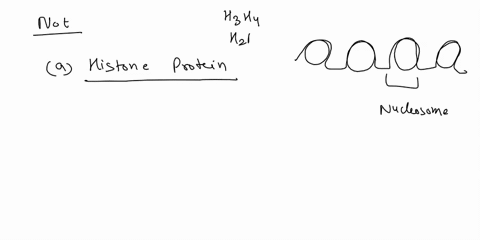 which-of-the-following-is-not-a-dna-binding-protein-choose-one-a-histone-proteins-b-ribosomal-proteins-c-transcription-factors-d-rna-polymerase-22635
