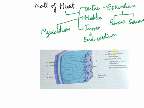 vesseis-ulnedtt-the-heart-fantaine-bqur-chambers_-the-uperior-chamkers-afe-t-atril-entry-halls-cnambum-and-the-two-inlerior-chambers-ae-ventricles-little-bellies-the-right-atrium-lccts-deoxy-03683