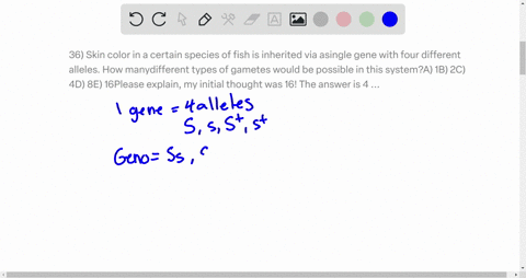 36-skin-color-in-a-certain-species-of-fish-is-inherited-via-asingle-gene-with-four-different-alleles-how-manydifferent-types-of-gametes-would-be-possible-in-this-systema-1b-2c-4d-8e-16please-94373