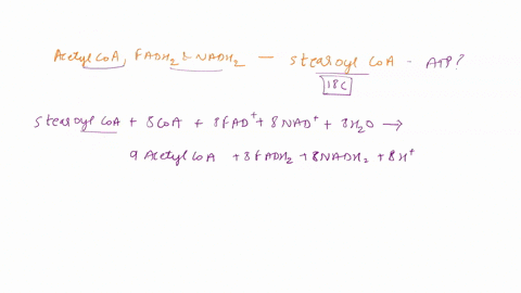 how-many-molecules-of-acetyl-coa-fadh2-and-nadh-are-generated-by-the-beta-oxidation-pathway-from-one-molecule-of-stearoyl-coa-18-carbons-how-many-net-atp-are-generated-in-the-process-after-a-06743