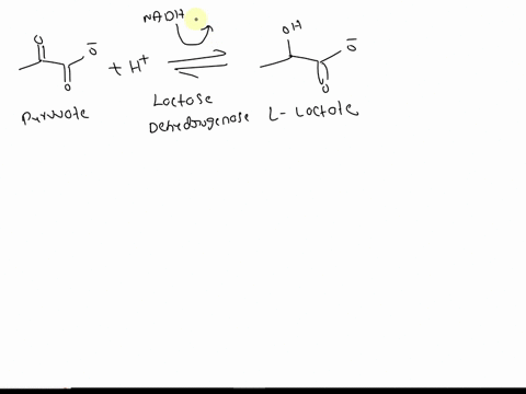 the-enzyme-lactate-dehydrogenase-catalyses-the-reaction-shown-below-incubation-of-4r-zh-nadd-with-enzyme-and-pyruvate-gives-no-incorporation-of-deuterium-in-the-lactate-product-however-incub-23055