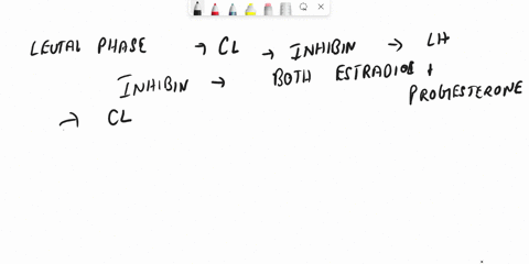 when-corpus-luteum-degenerates-a-fsh-and-lh-secretion-start-to-rise-as-the-inhibitory-effects-of-the-gonadal-steroids-are-withdrawn-b-circulating-levels-of-estrogen-and-progesterone-rapidly-82416