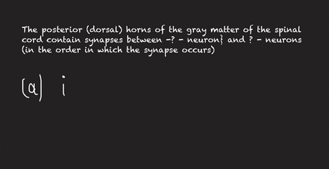 the-posterior-dorsal-horns-of-the-gray-matter-of-the-spinal-cord-contain-synapses-between-neuron-and-neurons-in-the-order-in-which-the-synapse-occurs-inter-motor-motor-inter-inter-sensory-se-59035