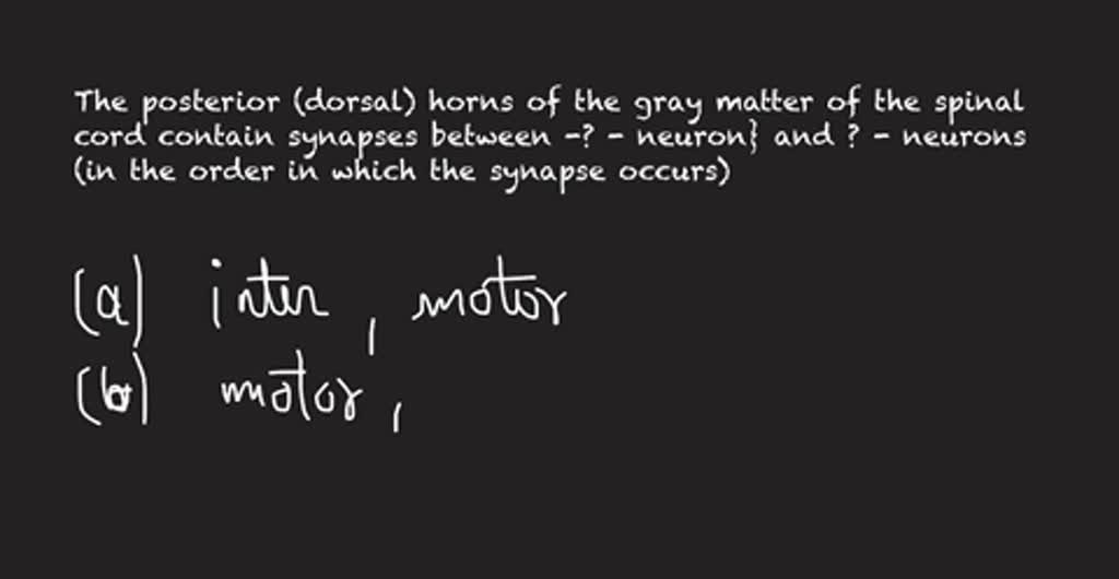 SOLVED: Motor neurons contain their cell bodies in the and axons in the ...