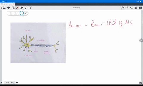 which-of-the-following-is-the-basic-unit-of-the-nervous-system-neuron-nerve-glia-spinal-cord