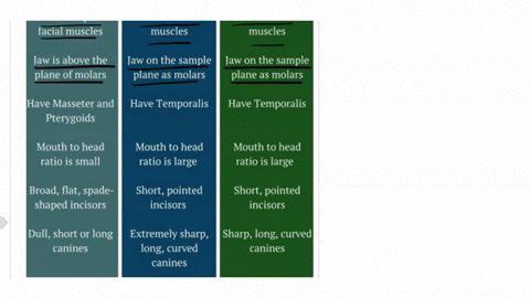 differences-between-omnivorous-animals-and-carnivorous-animals-42729