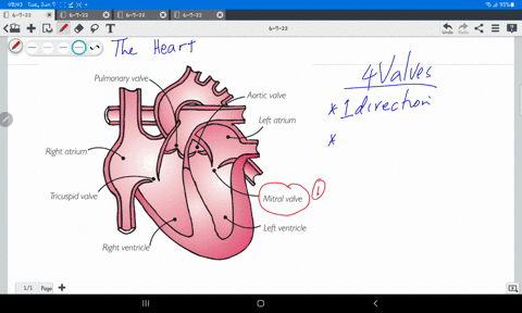 how-do-you-valves-help-circulate-blood-through-heart-65842