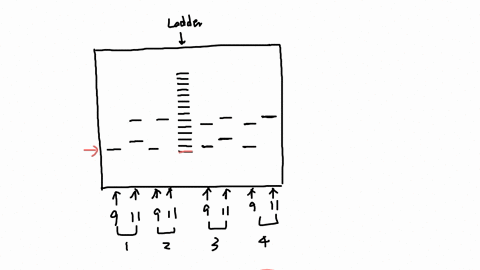 determine-the-band-sizes-of-your-samples-and-the-other-samples-loaded-on-your-gel-compared-t0-the-ladder-using-table-indicate-the-genotype-id-insertion-or-deletion-for-the-alu-clements-on-ch-28245