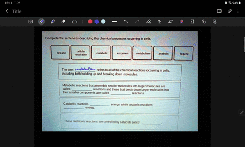 complete-the-sentences-describing-the-chemical-processes-occurring-in-cells-cellular-rospiration-release-catabolc-enzymcs-melabolism-anabalic-requira-the-lerm-refers-io-all-ol-ihe-chemical-r-08176