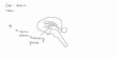 color-the-pituitary-gland-yellow-the-hypothalamus-blue-the-optic-chiasm-red-the-cerebellum-green-and-the-brainstem-orange-oothalamus-andpifuitary-glanc-alamus-bluethe-optic-chiasm-redthe-cer-99544
