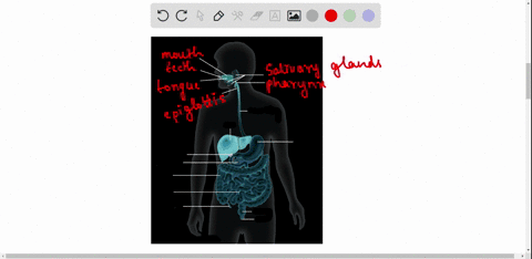 label-the-parts-of-the-human-digestive-system-below-and-indicate-the-functions-of-these-organs-and-3-05744