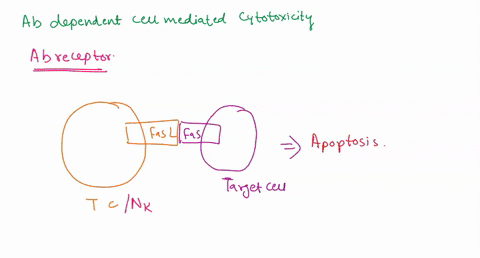 which-of-the-following-leukocytes-is-involved-in-antibody-dependent-cell-mediated-cytotoxicity-a-neutrophils-b-mast-cells-c-natural-killernkcells-d-thelper-cells-21207