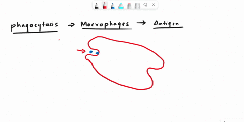moving-to-the-next-question-prevents-changes-to-this-answer-question-19-phagocytosis-is-visibly-initiated-by-the-lysosome-food-vacuole-endoplasmic-reticulum-cell-membrane-07578