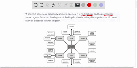 a-scientist-observes-a-previously-unknown-species-it-is-multicellular-and-has-specialized-sense-organs-based-on-the-diagram-of-the-kingdom-levels-below-this-organism-should-most-likely-be-cl-33293