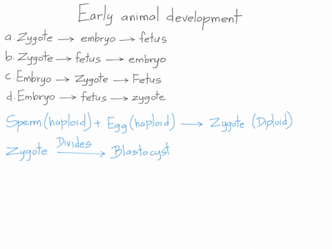 24-in-early-animal-development-which-is-the-correct-sequence-of-events-zygote-embryo-fetus-zygote-fetus-embryo-embryo-zygole-7-fetus-embryo-fetus-zygote-05187